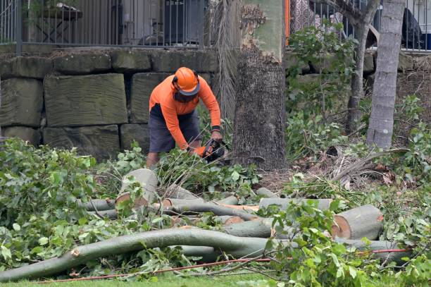 Best Tree Removal Near Me  in Carrier Mls, IL